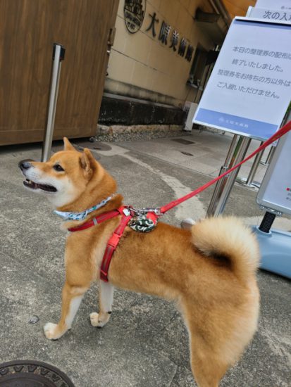 ジュマペール ジェームス ジェームスお兄ちゃんの思い出と弟ジェームスjr の日常